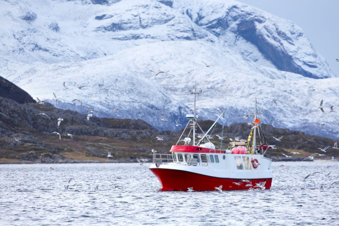 Fiskebåt i et arktisk miljø med mange fugler rundt. Foto: Istock. Foto: Istock/ kjekol