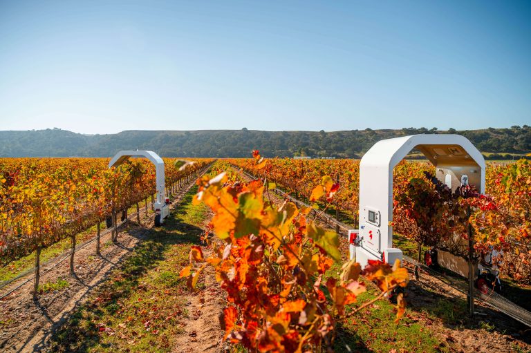 Robot "Thorvald" working in vineyard